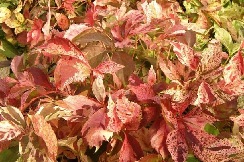 vigne vierge panachée