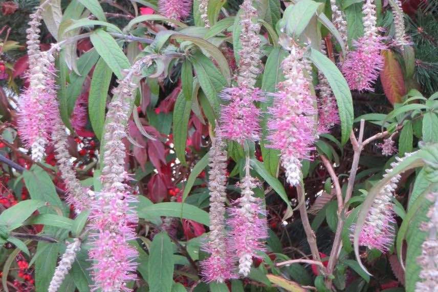 fleurs roses de Rostrinucula dependens