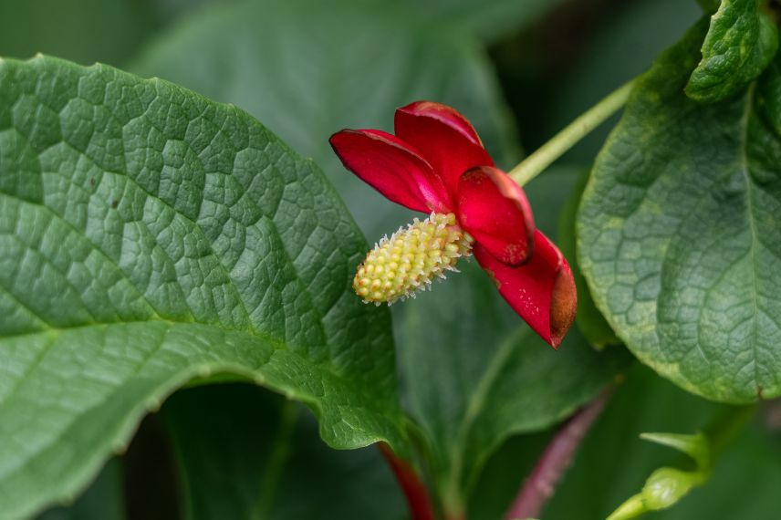 fleur de Schisandra rubriflora 