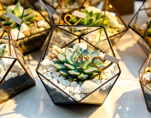 DIY : Comment créer des mini-terrariums avec plantes grasses pour vos invités de mariage ?