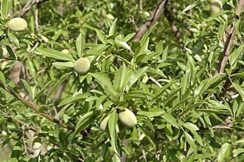 amandier meilleures variétés