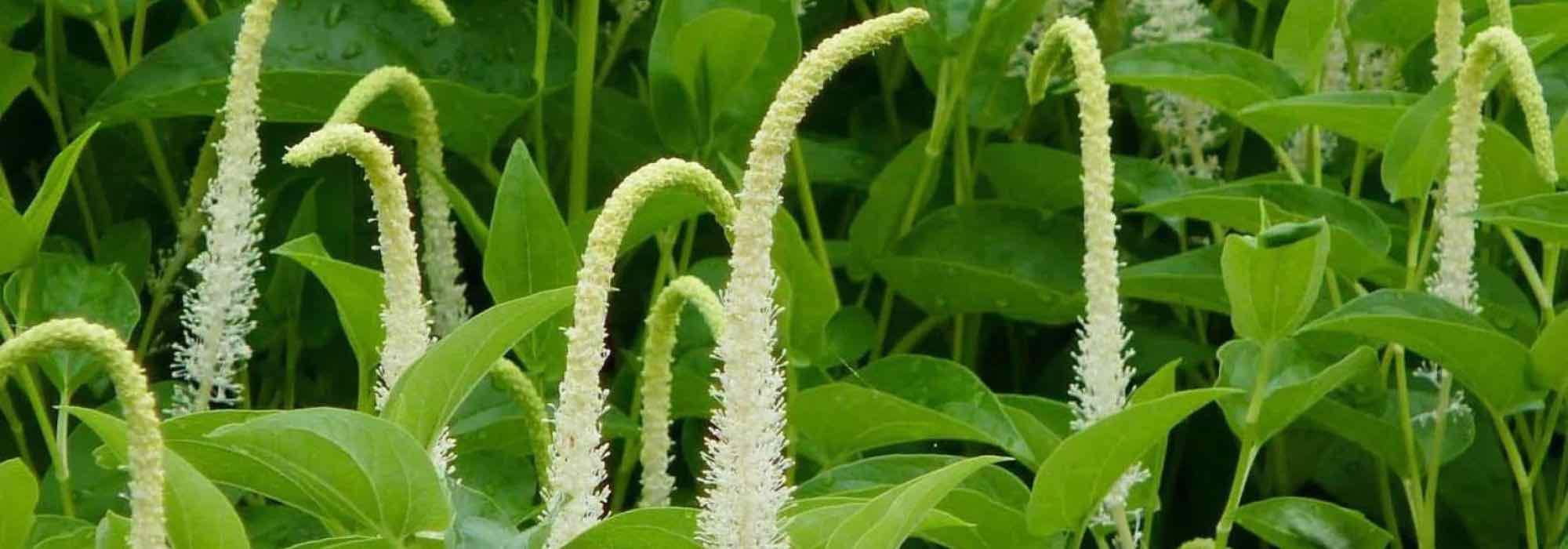 Bassin de jardin : quelles plantes aquatiques choisir pour la mi-ombre ?