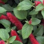 7 arbustes exotiques à floraison estivale