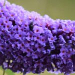 Les meilleurs arbres à papillons violets, mauves et pourpres pour votre jardin