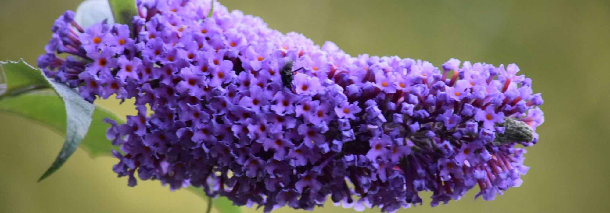 Les meilleurs arbres à papillons violets, mauves et pourpres pour votre jardin