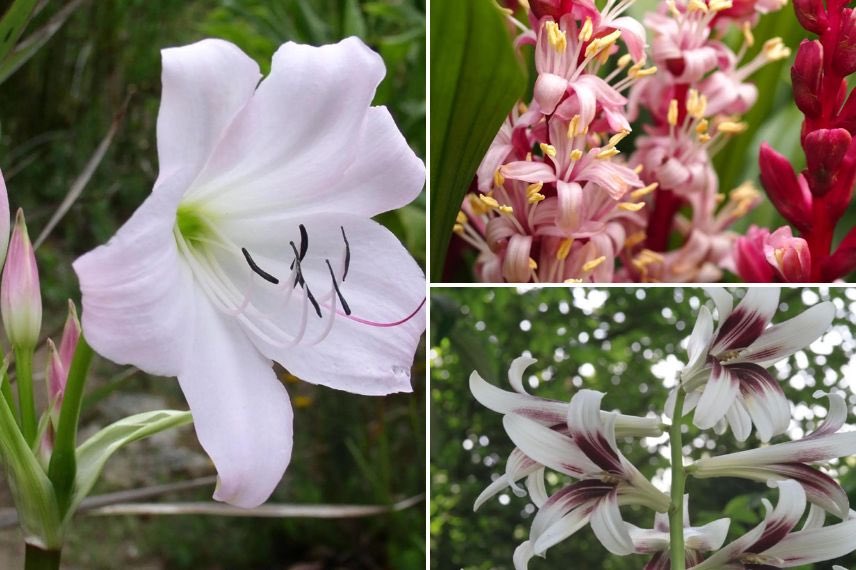 différents bulbes d'été pour l'ombre