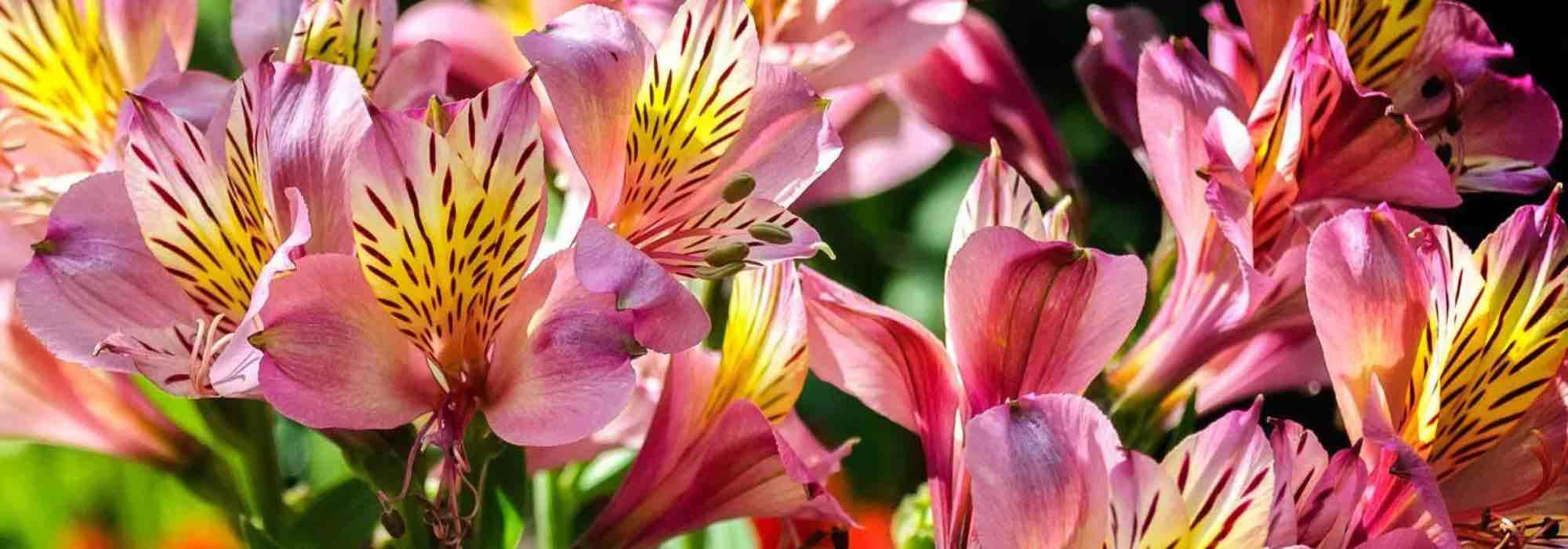 Les meilleurs bulbes à floraison estivale pour jardin ensoleillé