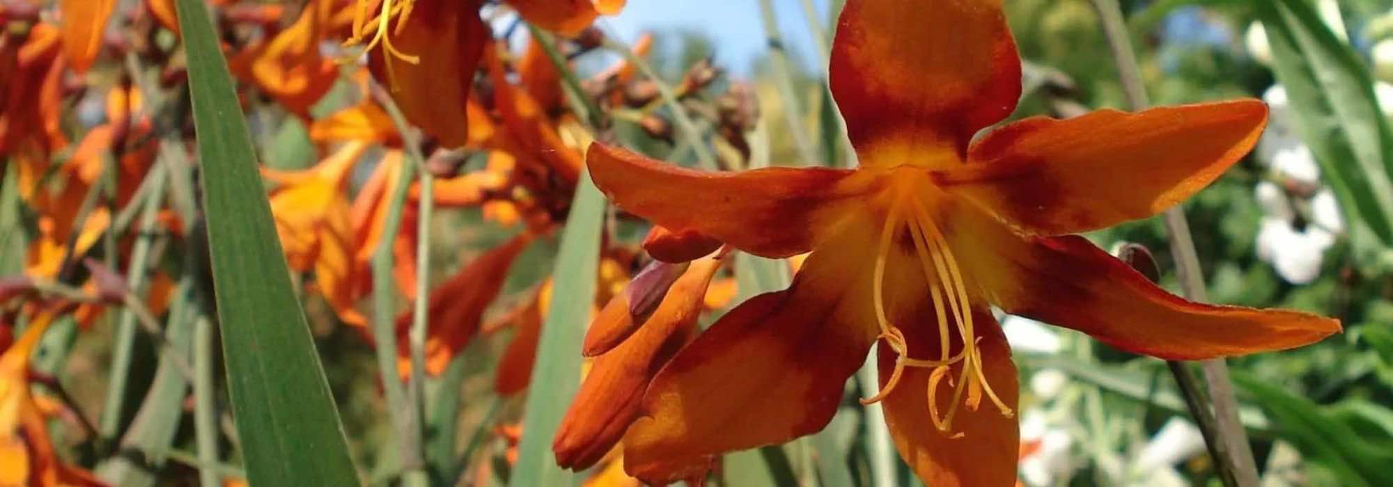 Notre top 9 des bulbes d'été à fleurs orange pour le plein soleil