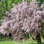 Comment tailler le tamaris ?