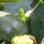 Les meilleures associations avec les courgettes au potager