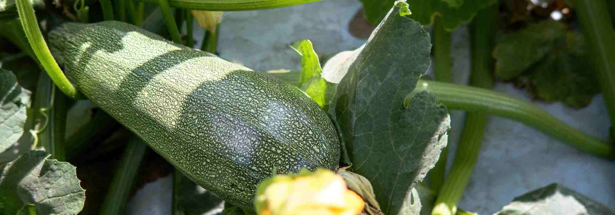 Les meilleures associations avec les courgettes au potager