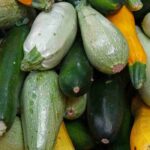 Pourquoi mes courgettes ne produisent pas ?