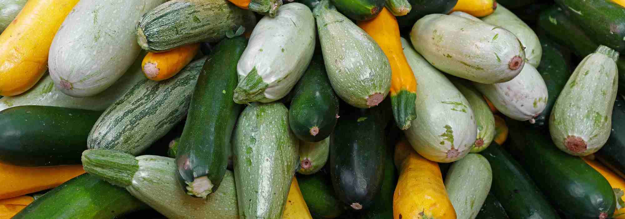 Pourquoi mes courgettes ne produisent pas ?