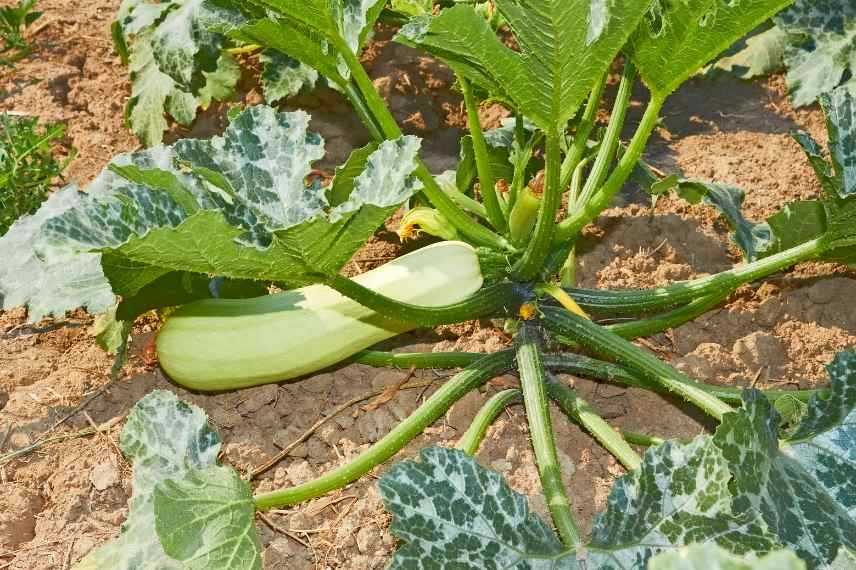 courgettes sans fruits