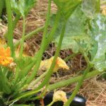 Courgettes : les valeurs sûres