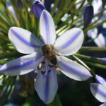 Quel est le meilleur endroit pour planter une agapanthe ?