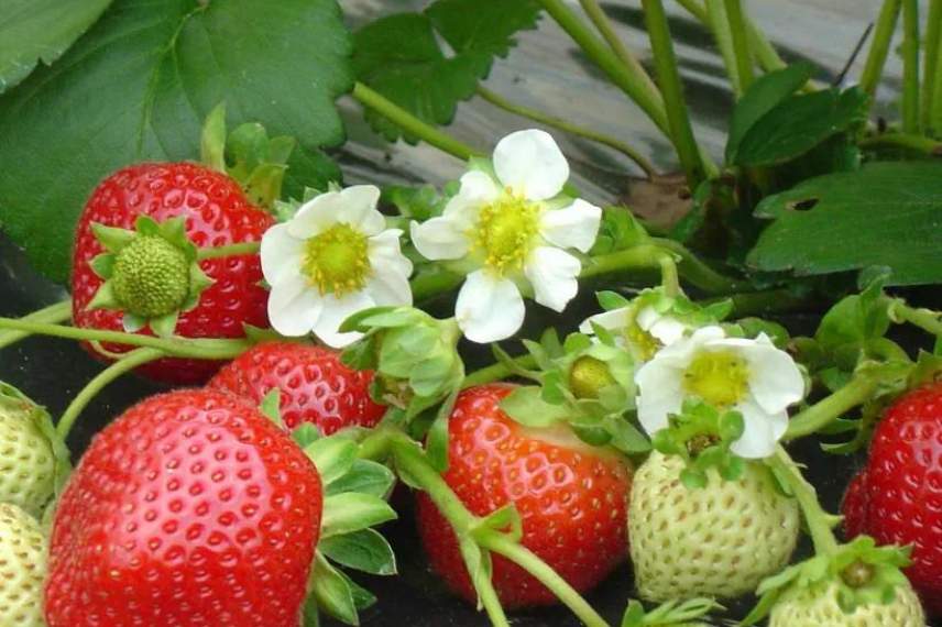 fraisier maestro choix variété remontante