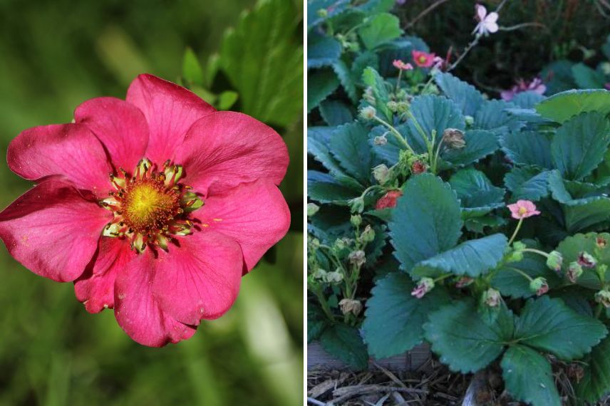 fraisier toscana sélection variété remontante