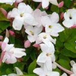 Notre top 5 des plantes grimpantes méditerranéennes qui ne craignent ni la chaleur, ni la sécheresse