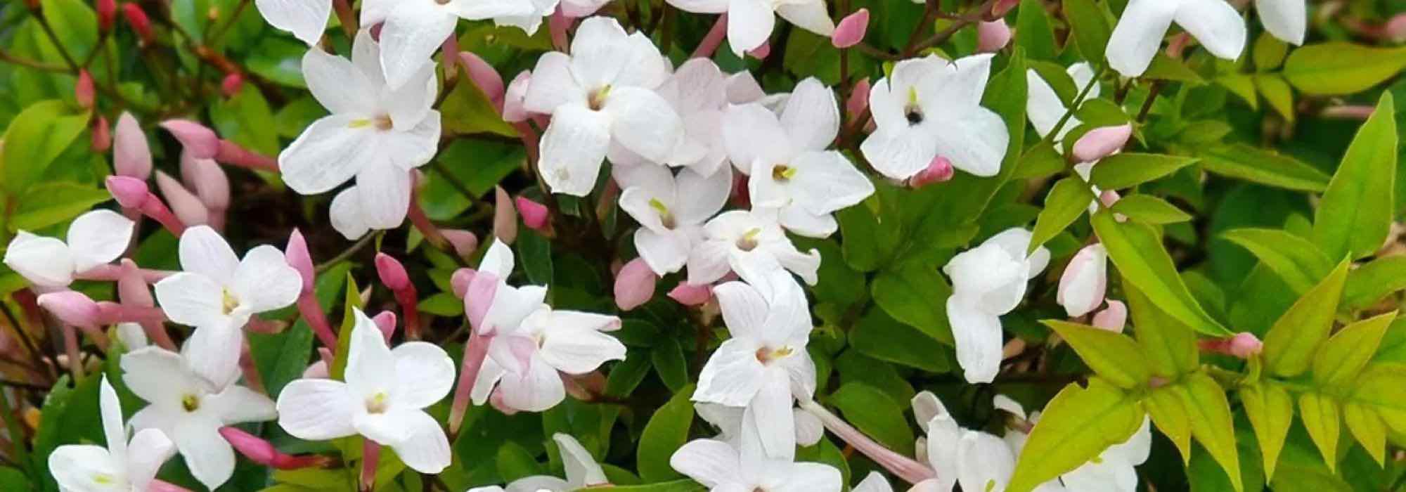 Notre top 5 des plantes grimpantes méditerranéennes qui ne craignent ni la chaleur, ni la sécheresse