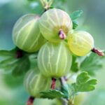 Comment multiplier le groseillier à maquereaux ?