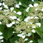 Hortensias grimpants : notre top 7