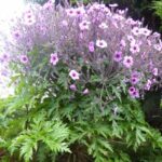 J'ai visité... l'île de Bréhat : un jardin à ciel ouvert