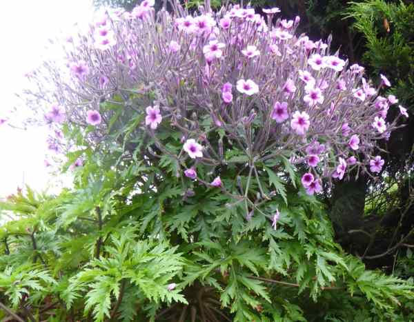 J'ai visité... l'île de Bréhat : un jardin à ciel ouvert