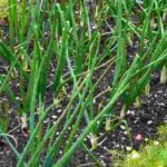 Les 7 légumes les plus rentables à cultiver au potager