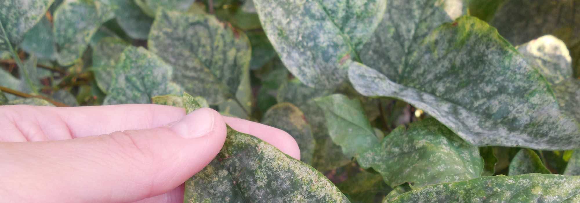 Maladies et parasites du lilas