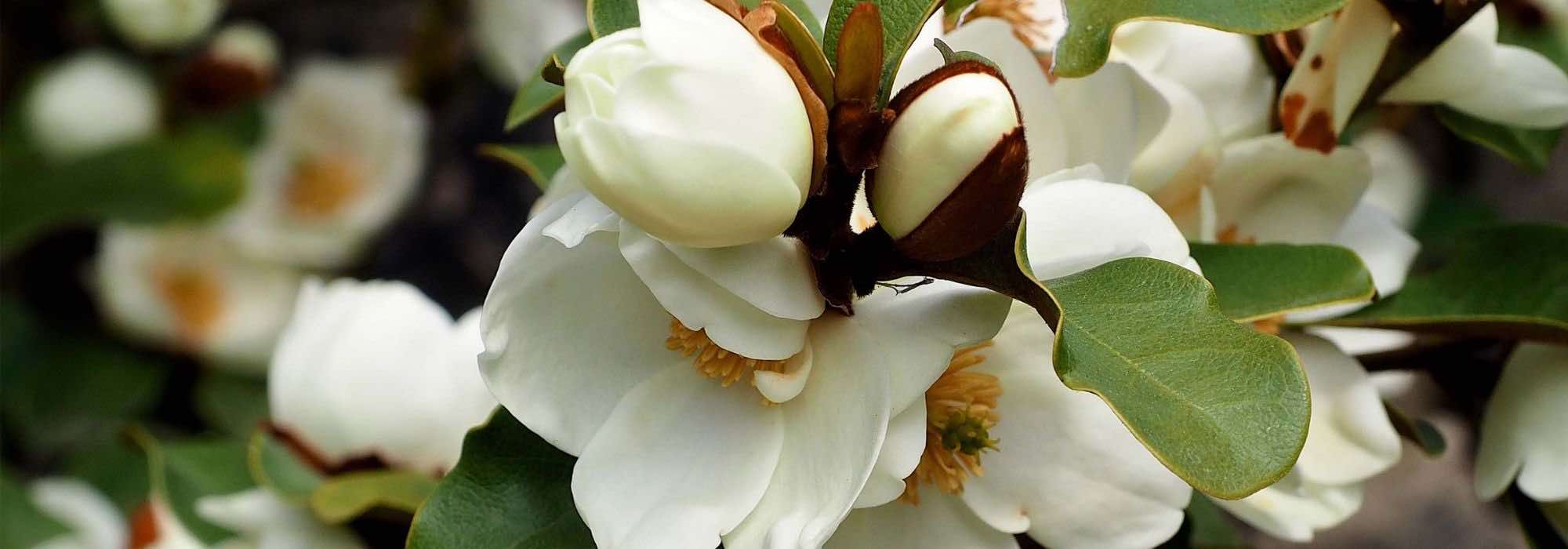 Comment réussir la culture du Michelia en pot