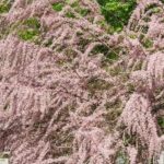 Comment multiplier le tamaris par bouturage ?