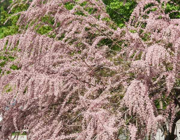 Comment multiplier le tamaris par bouturage ?