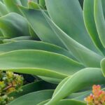 Comment comprendre les données de rusticité d'une plante ?