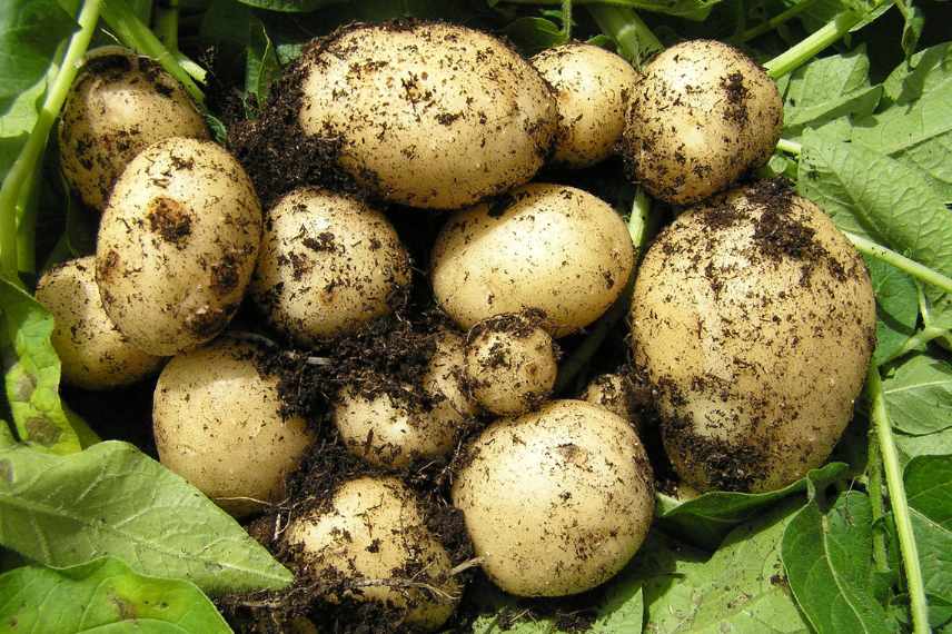 productivité des légumes au potager 