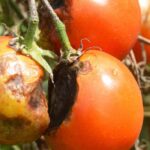 7 variétés de tomates naturellement résistantes au mildiou