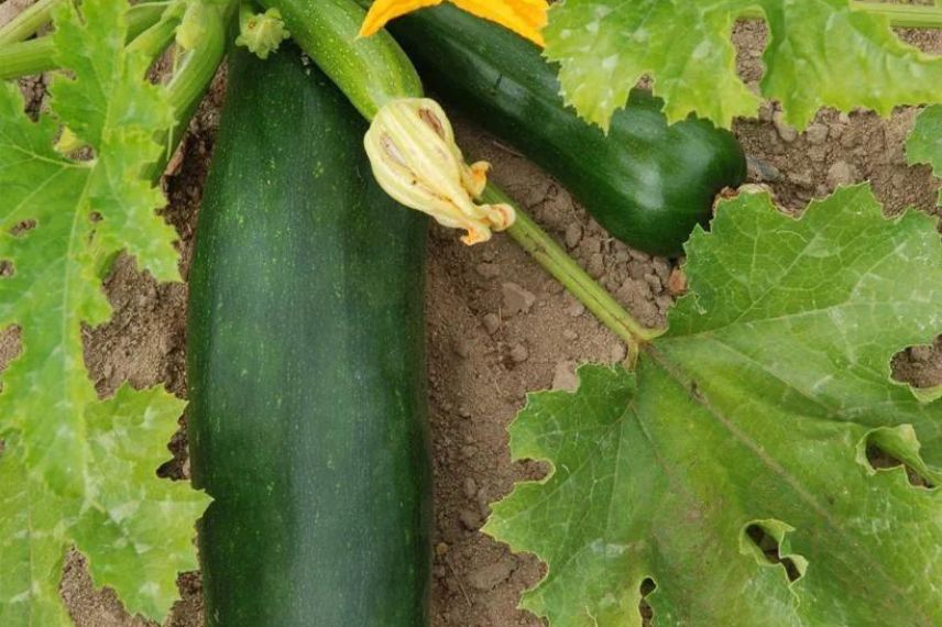 courgette meilleures variétés 