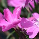 Découvrez 5 vivaces couvre-sol pour le soleil