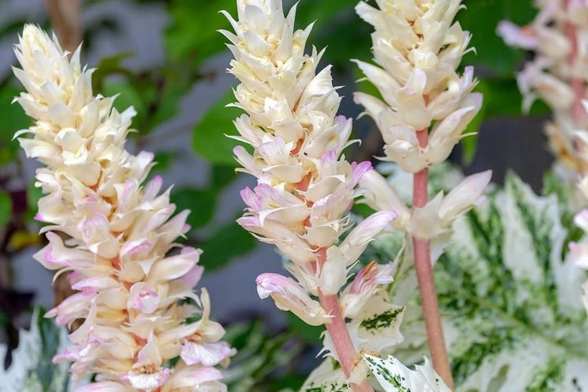 Acanthus Tasmanian Tiger