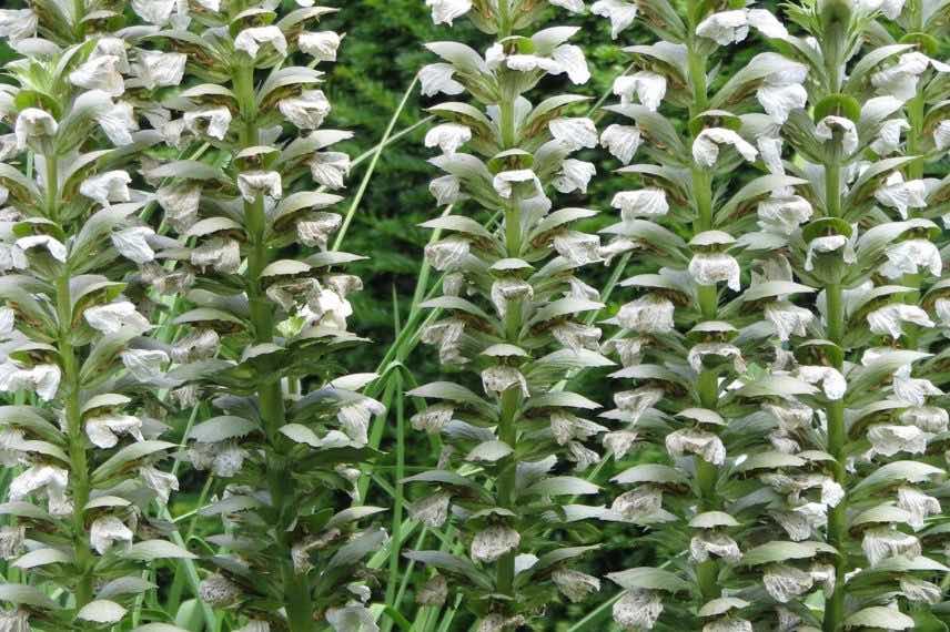 fleurs blanches d'Acanthe 