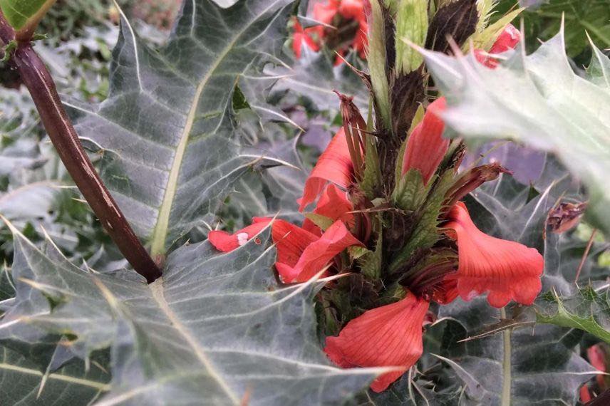 Acanthus sennii