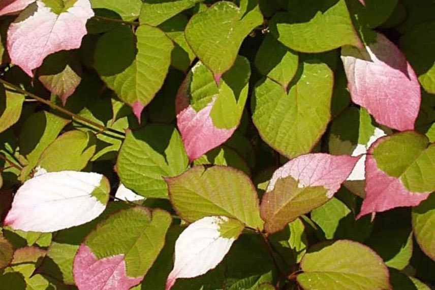 feuillage coloré de kiwi d'ornement