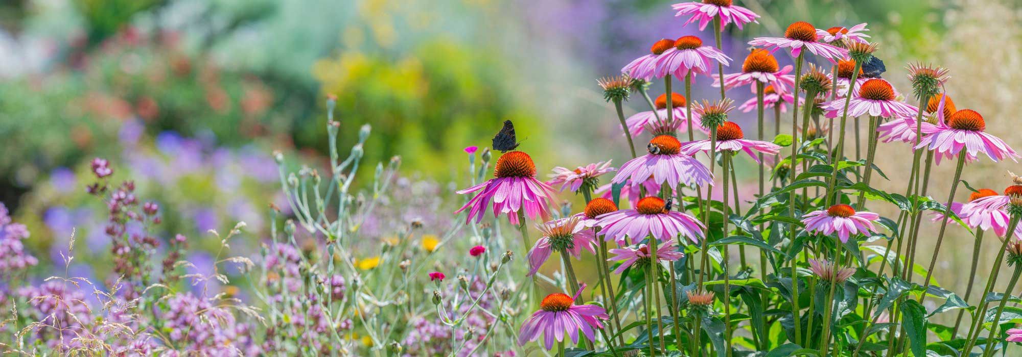 Un jardin resplendissant en été : nos conseils d'aménagement