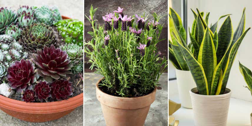 Plantes économes en eau, résistantes à la sécheresse