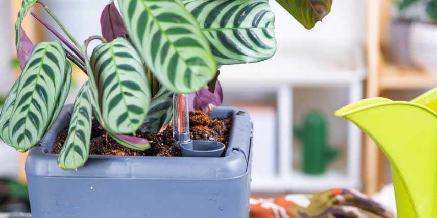 Pot avec réservoir d'eau, utile pour les périodes d'absence prolongée