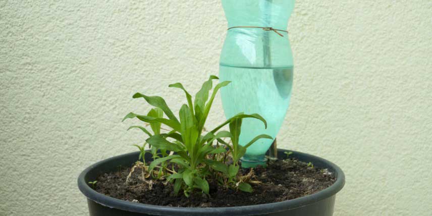 Arrosage goutte-à-goutte à l'aide d'une bouteille en plastique
