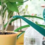 Comment arroser vos plantes en pot pendant les vacances ?