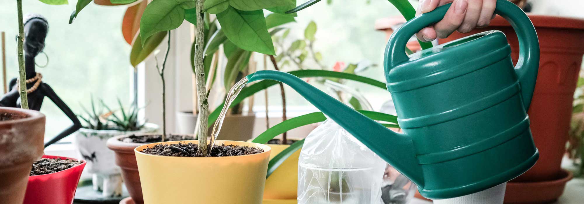 Comment arroser vos plantes en pot pendant les vacances ?
