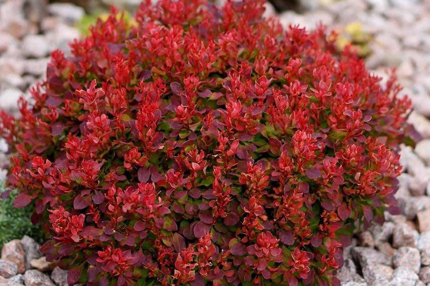 feuillage rouge de berberis