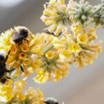 Top 5 des arbres à papillons à fleurs jaunes et orangées